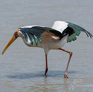 Yellow-billed Stork