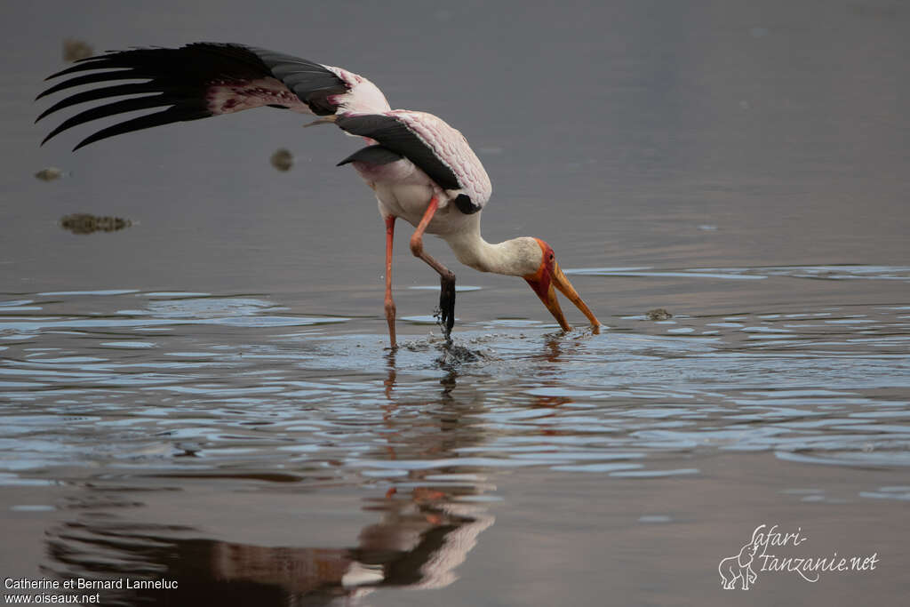 Yellow-billed Storkadult, fishing/hunting