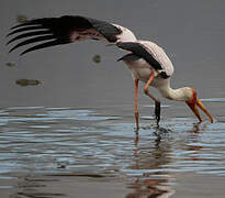 Yellow-billed Stork