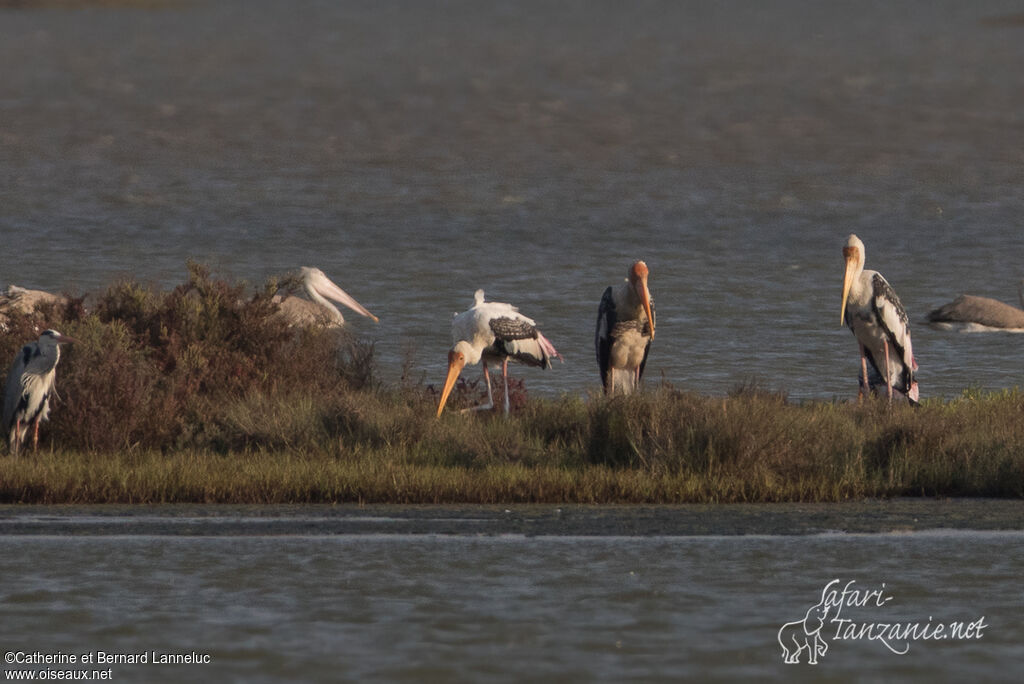 Painted Storkadult, habitat