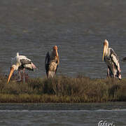 Painted Stork