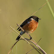 African Stonechat