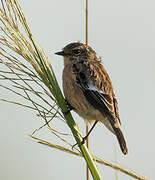 African Stonechat