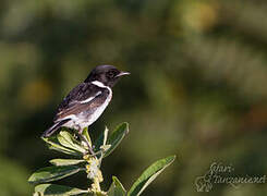 African Stonechat