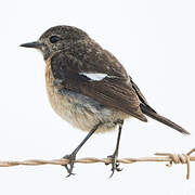 African Stonechat