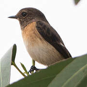 Siberian Stonechat