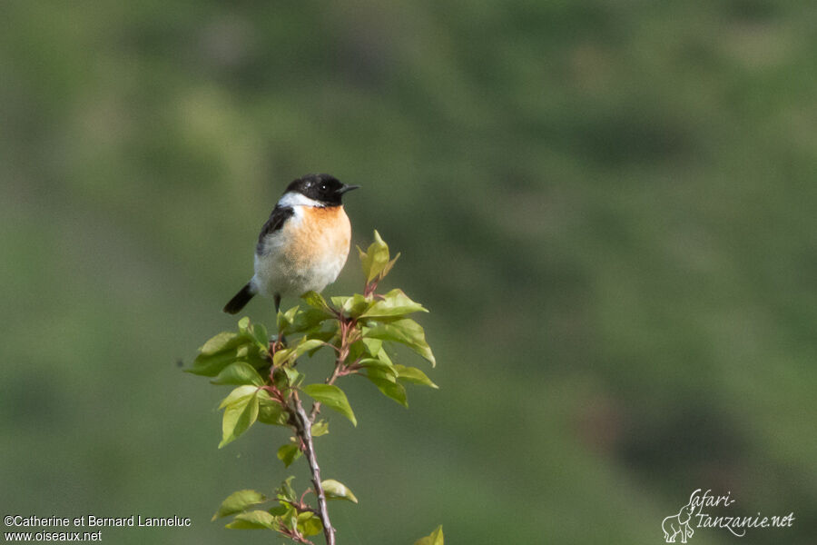 Siberian Stonechat male adult