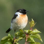 Siberian Stonechat