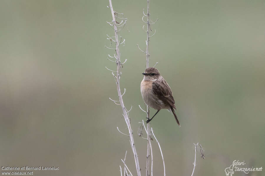 Siberian Stonechat female adult breeding, identification