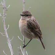 Siberian Stonechat