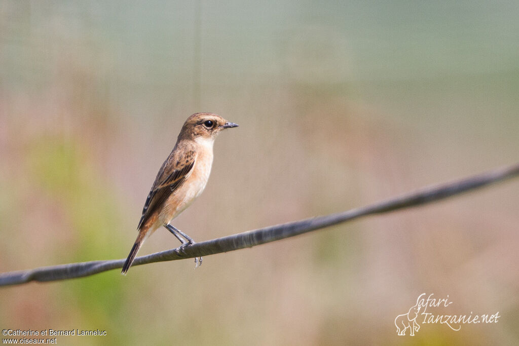 Stejneger's Stonechat female adult, identification