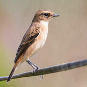 Stejneger's Stonechat