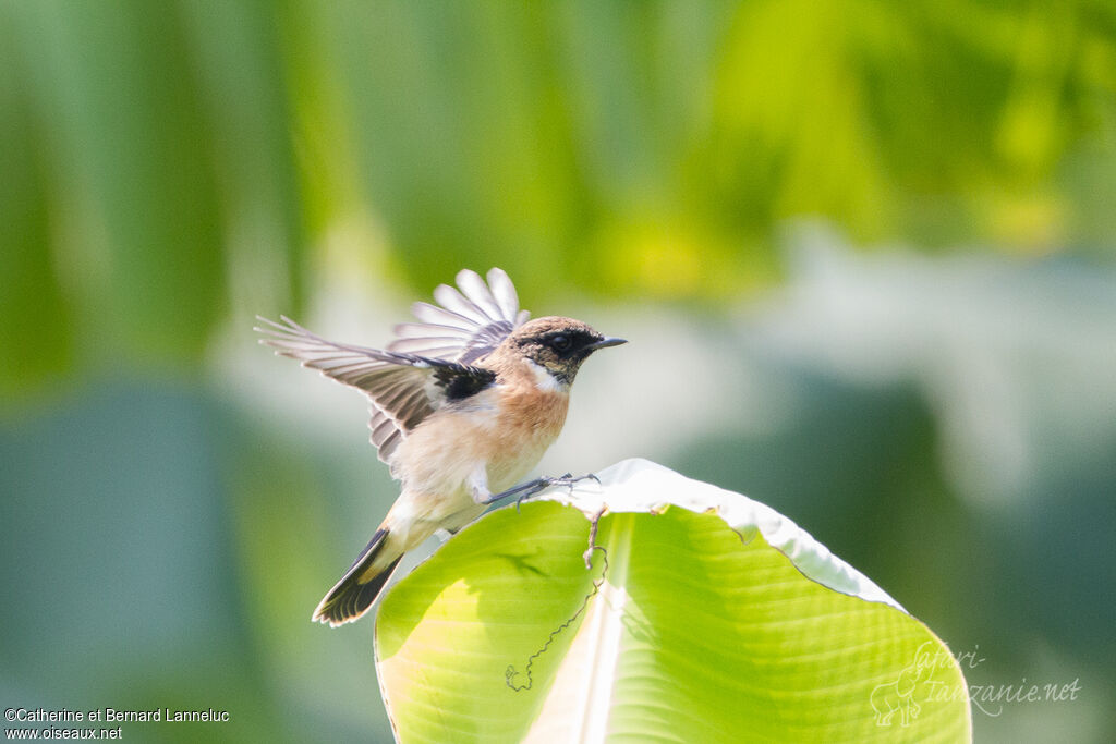 Stejneger's Stonechat female adult