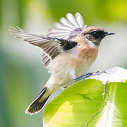 Amur Stonechat