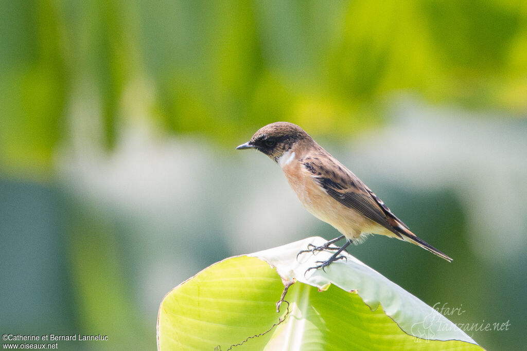 Amur Stonechat female adult, identification