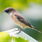 Stejneger's Stonechat