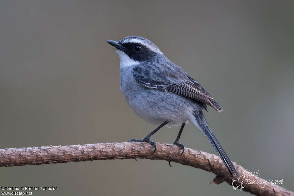 Grey Bush Chat male adult breeding, identification