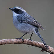 Grey Bush Chat