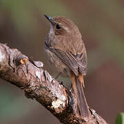 Grey Bush Chat