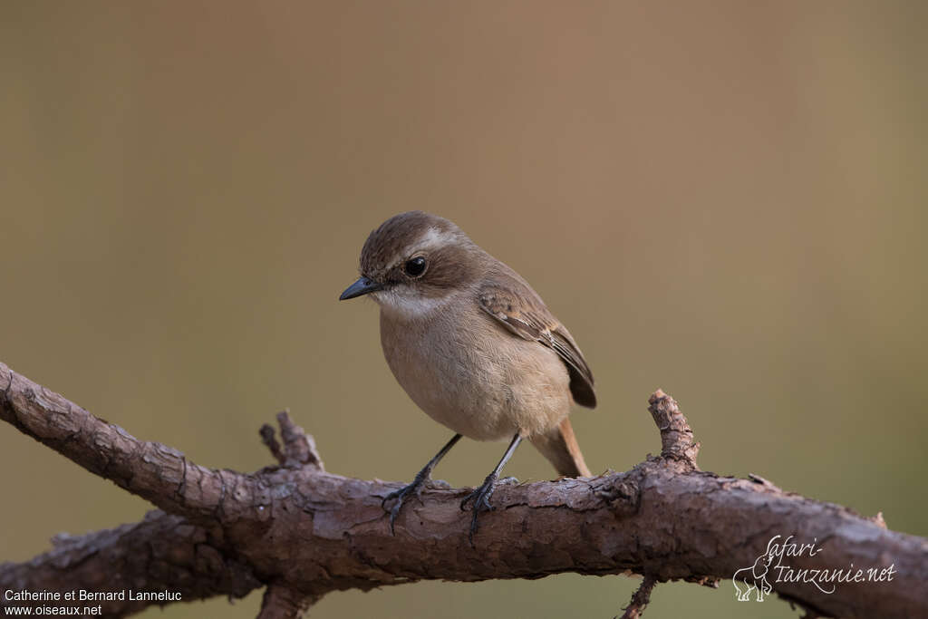 Tarier gris femelle adulte, identification