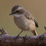 Grey Bush Chat