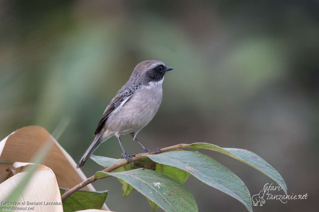 Grey Bush Chat male adult, aspect