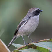 Grey Bush Chat