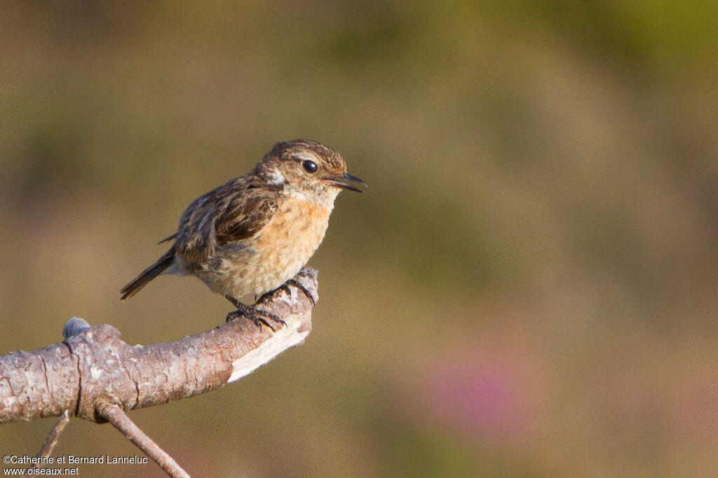 European Stonechat female adult, identification