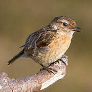 European Stonechat