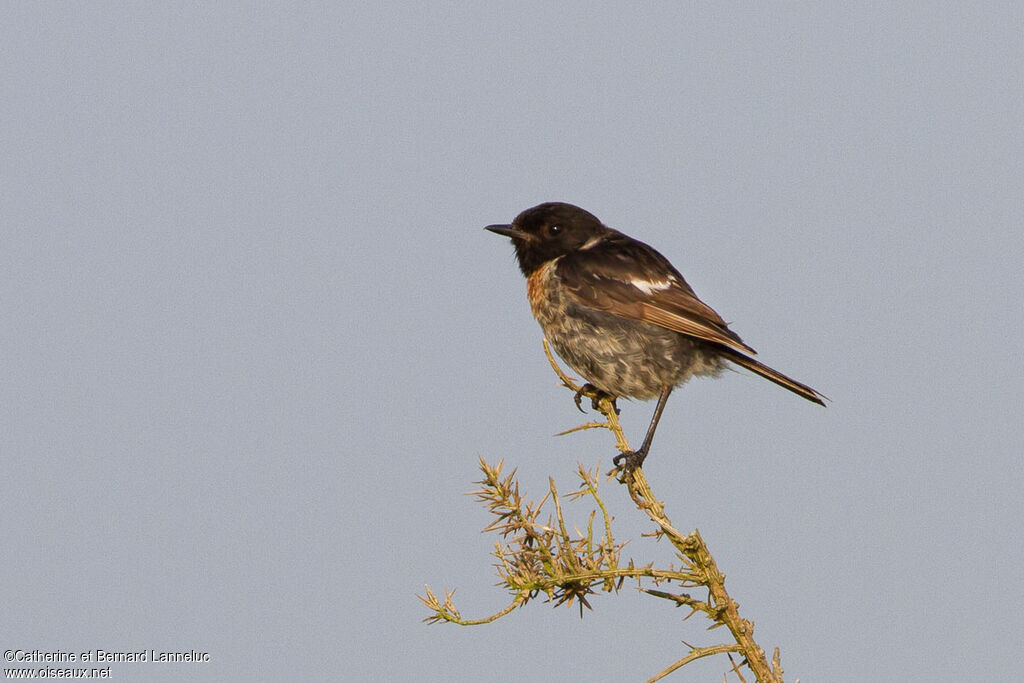 European Stonechat male adult