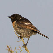 European Stonechat