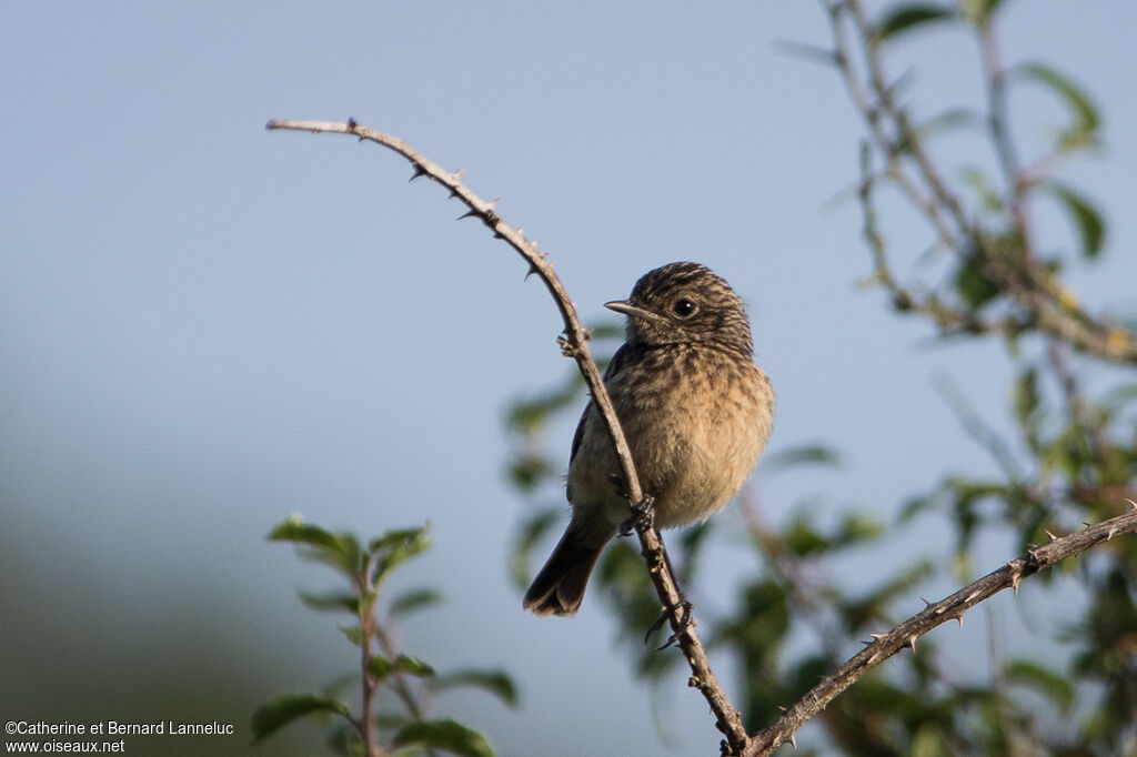 European Stonechatjuvenile, identification