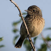 European Stonechat