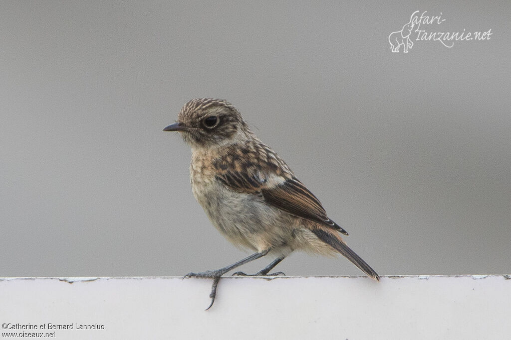 European Stonechatjuvenile, identification