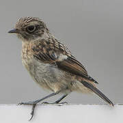 European Stonechat