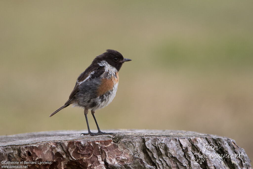 European Stonechat male adult