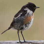 European Stonechat