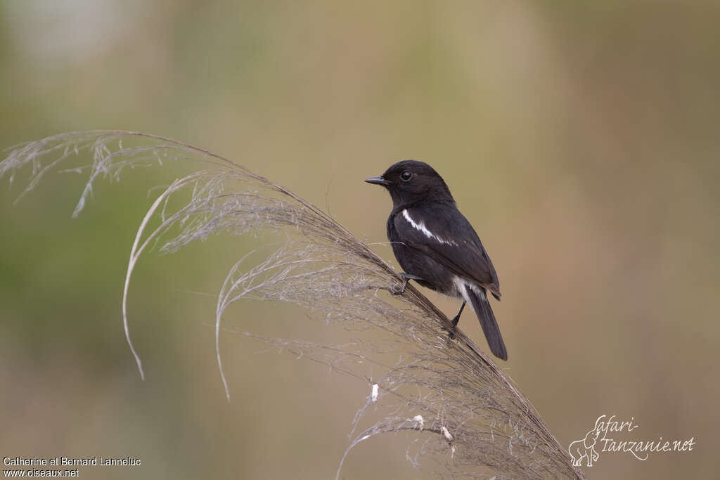 Pied Bush Chat male adult, pigmentation, Behaviour