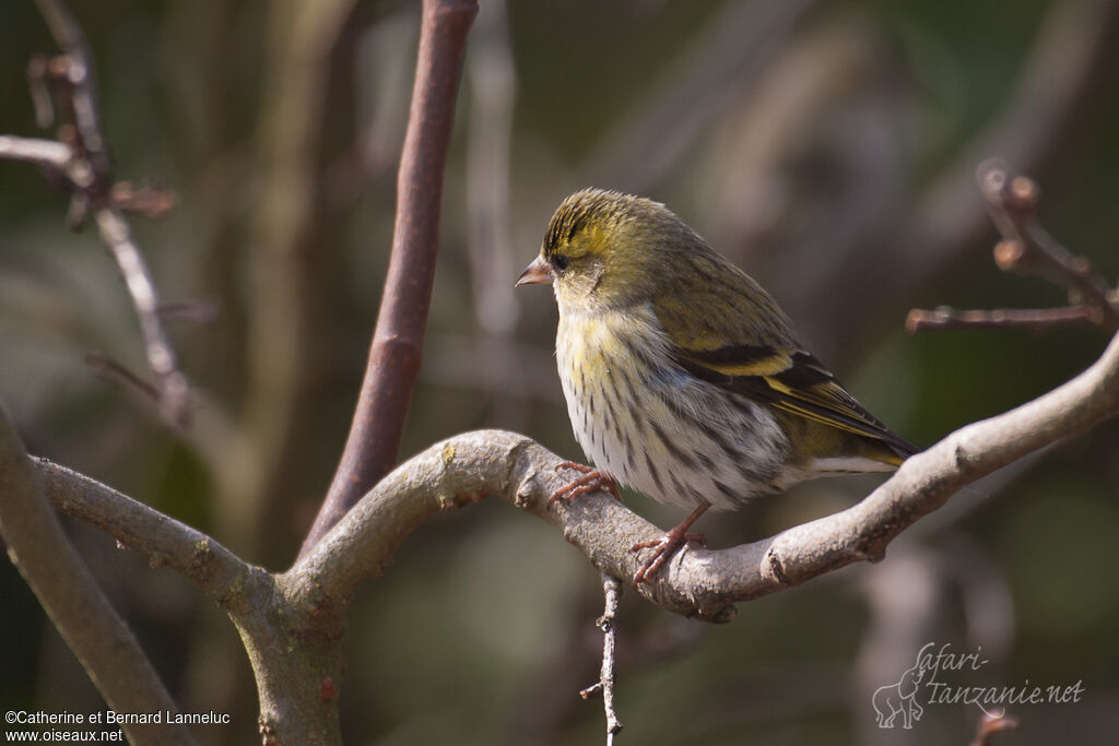 Eurasian Siskin female adult