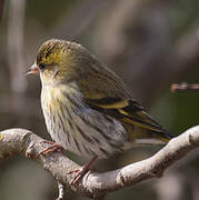 Eurasian Siskin