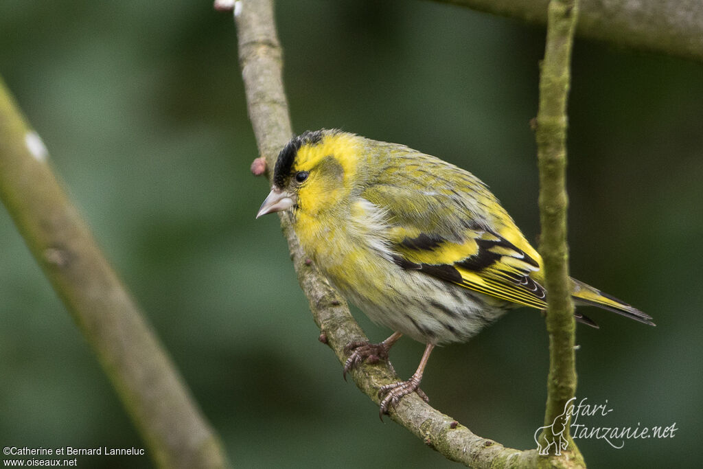 Eurasian Siskin male adult, identification