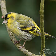 Eurasian Siskin