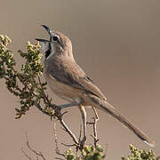 Rosy-patched Bushshrike