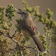 Rosy-patched Bushshrike