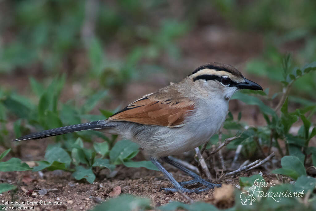 Tchagra à tête bruneadulte, identification