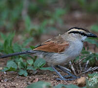 Brown-crowned Tchagra