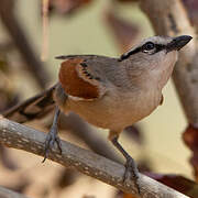 Brown-crowned Tchagra