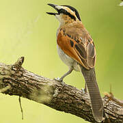 Black-crowned Tchagra