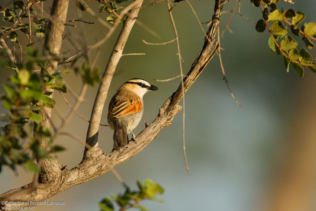 Black-crowned Tchagraadult, habitat