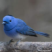 Black-naped Monarch